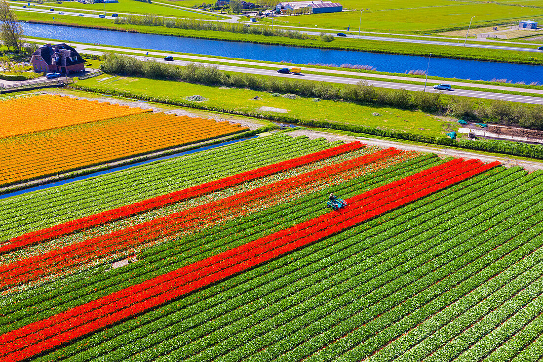 Tulpenfelder in Schagen bei Alkmaar und Den Helder, Nordholland, Niederlande