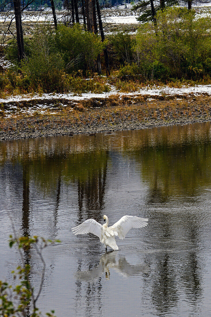 Swan in river, Yellowstone National Park, USA