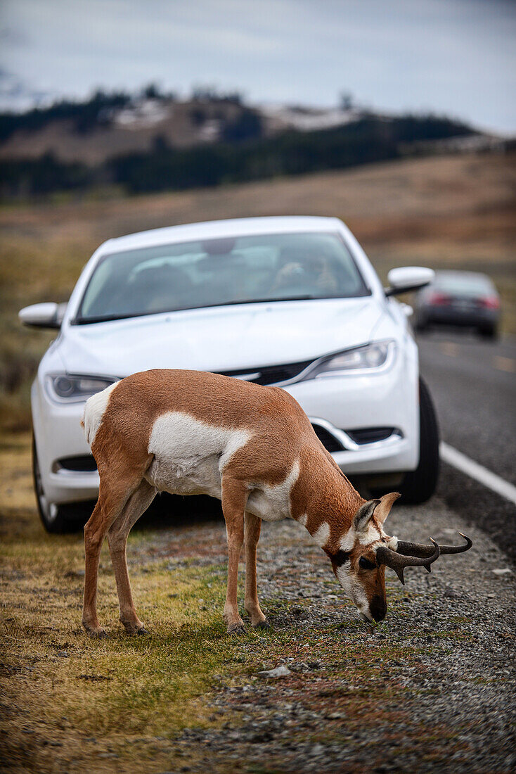 Besucher bewundern eine Gabelbockantilope (Antilocapra americana) im Yellowstone-Nationalpark, USA