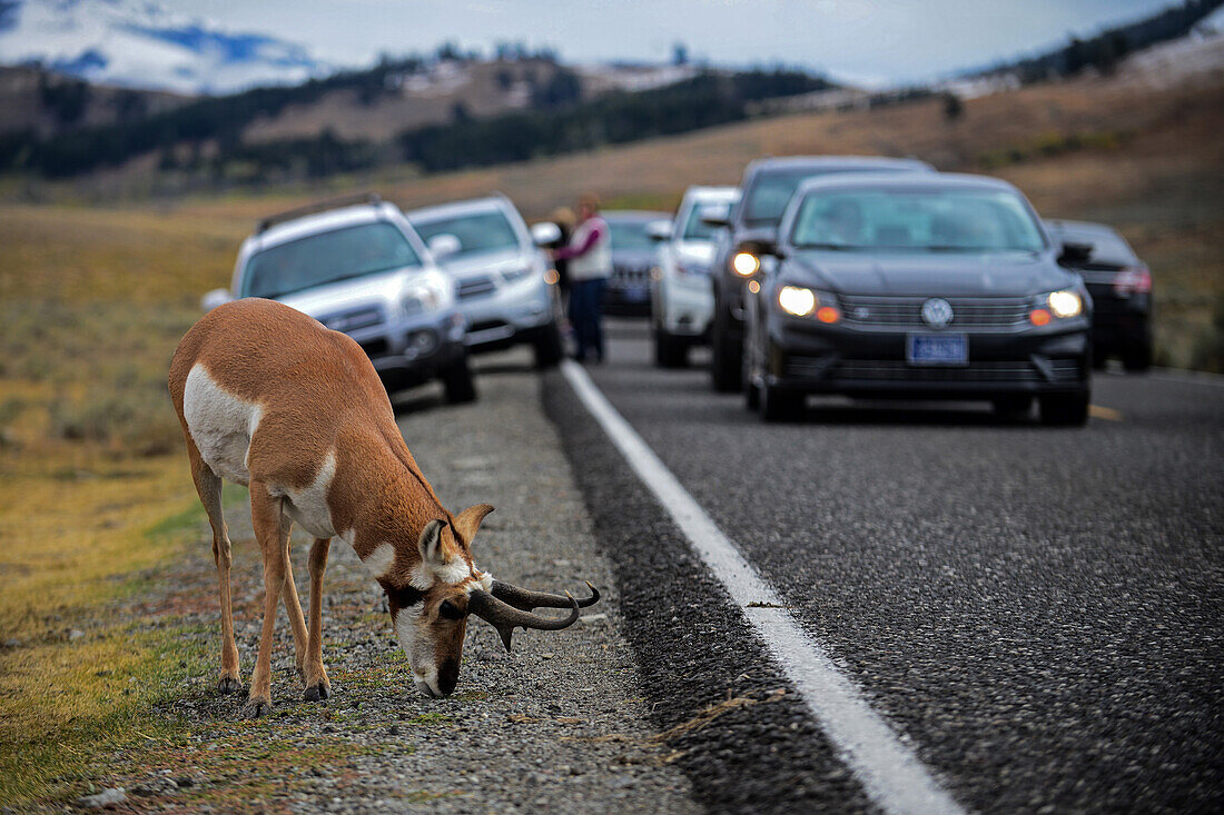 Visitors admire a Pronghorn Antelope (Antilocapra americana) in Yellowstone National Park, USA