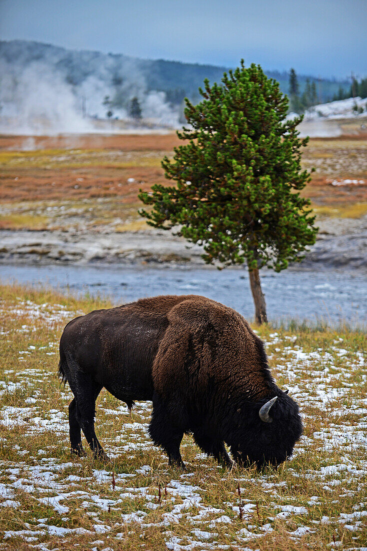 Amerikanische Bisons (Bison bison) im Yellowstone-Nationalpark, USA