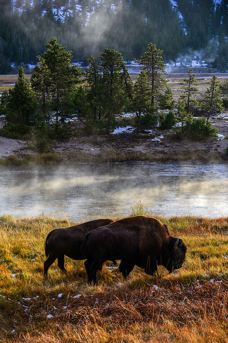 Amerikanischer Bison (Bison bison) im Yellowstone-Nationalpark, USA