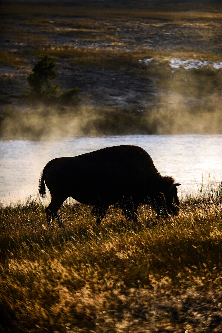 Amerikanische Bisons (Bison bison) im Yellowstone-Nationalpark, USA