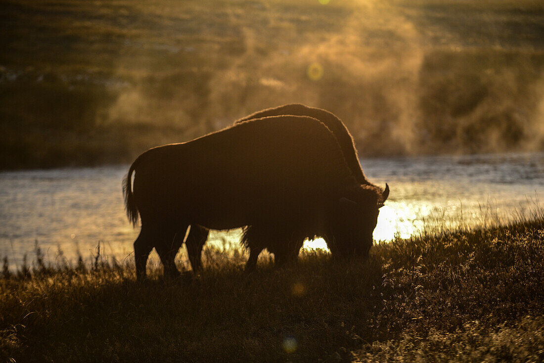 Amerikanische Bisons (Bison bison) im Yellowstone-Nationalpark, USA