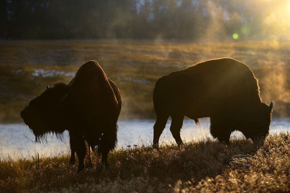 America Bison (Bison bison) in Yellowstone National Park, USA