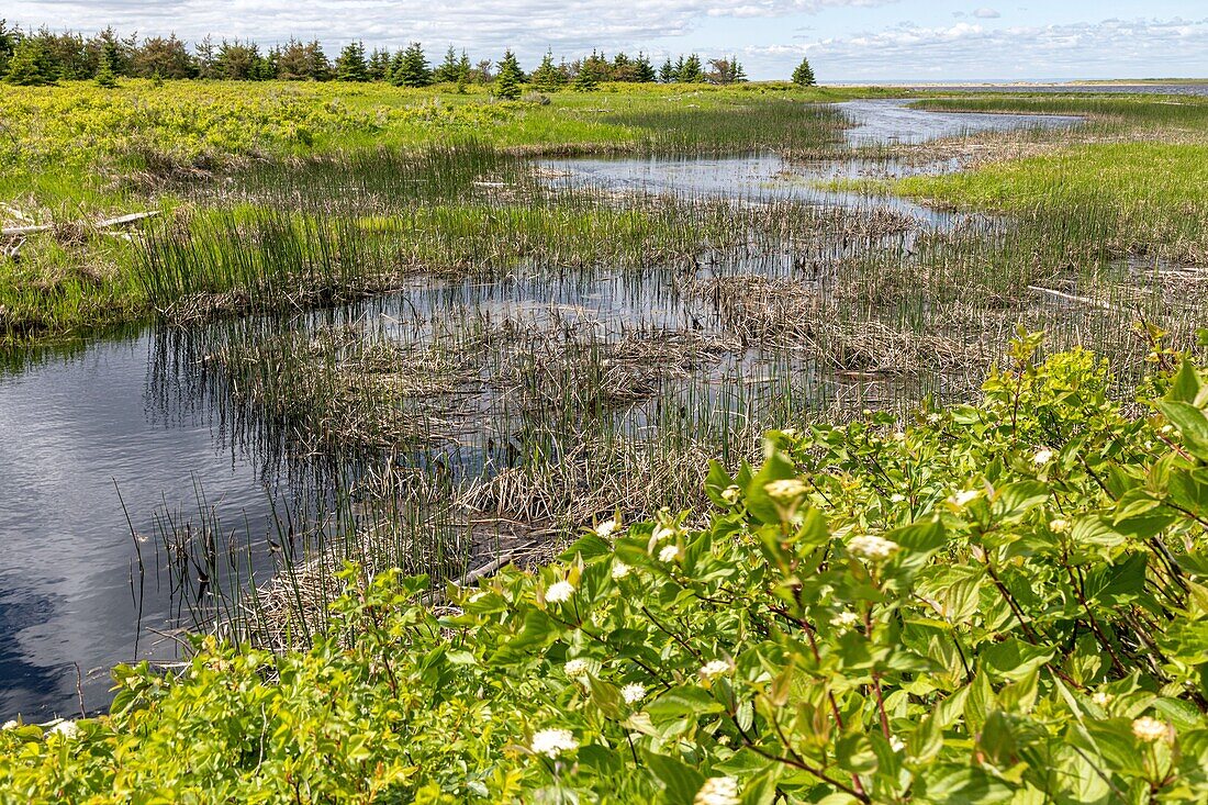 Die Natur marschiert auf miscou island, new brunswick, kanada, nordamerika