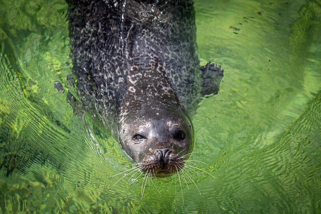 Der Seehund des Aquariums und das new brunswick marine center, shippagan, new brunswick, kanada, nordamerika