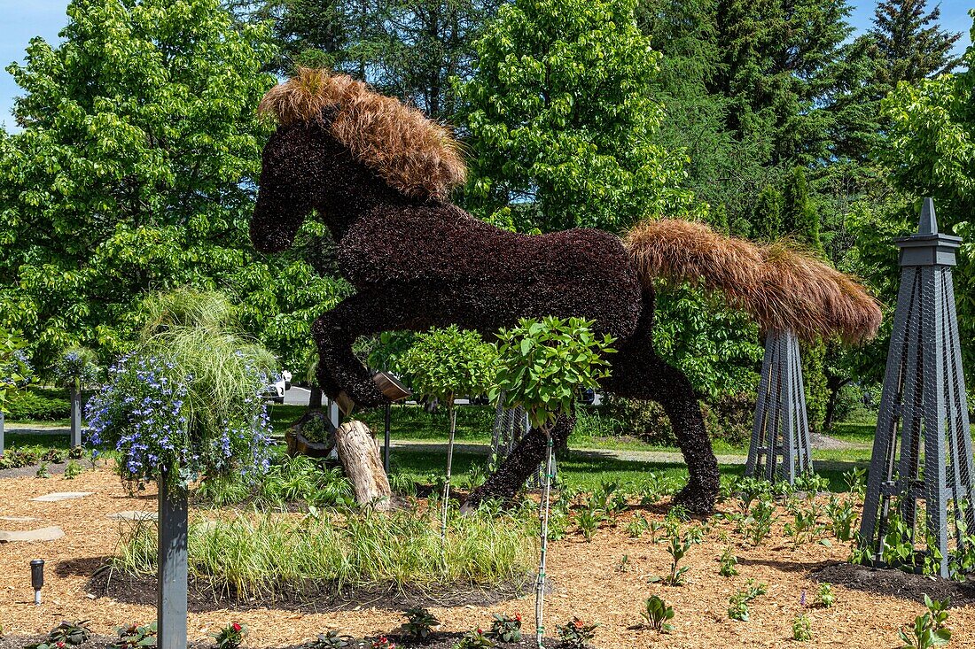 Pflanzenskulptur eines galoppierenden Pferdes, mosaik, botanischer garten, edmundston, new brunswick, kanada, nordamerika