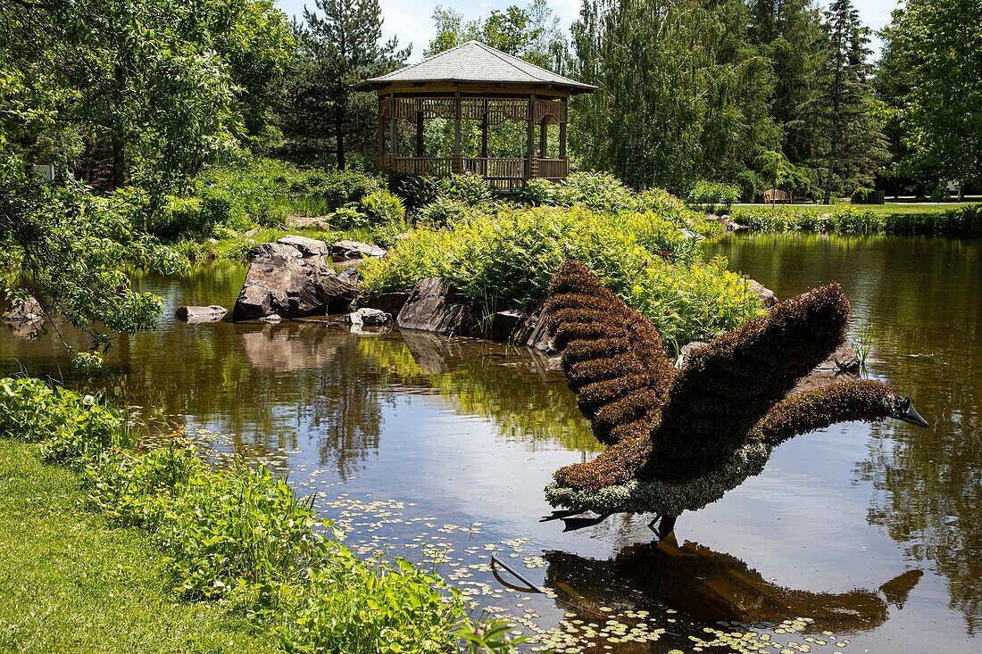 Vegetal sculpture of a canadian goose in flight, mosaiculture, botanical garden, edmundston, new brunswick, canada, north america