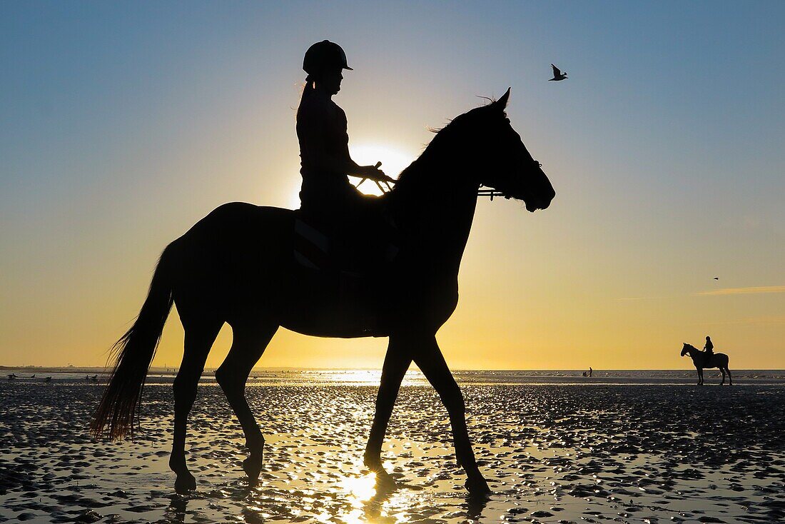 Training of racehorses on the beach of cabourg, cote fleurie, calvados, normandy, france