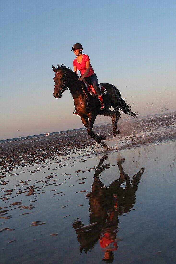 Training of racehorses on the beach of cabourg, cote fleurie, calvados, normandy, france