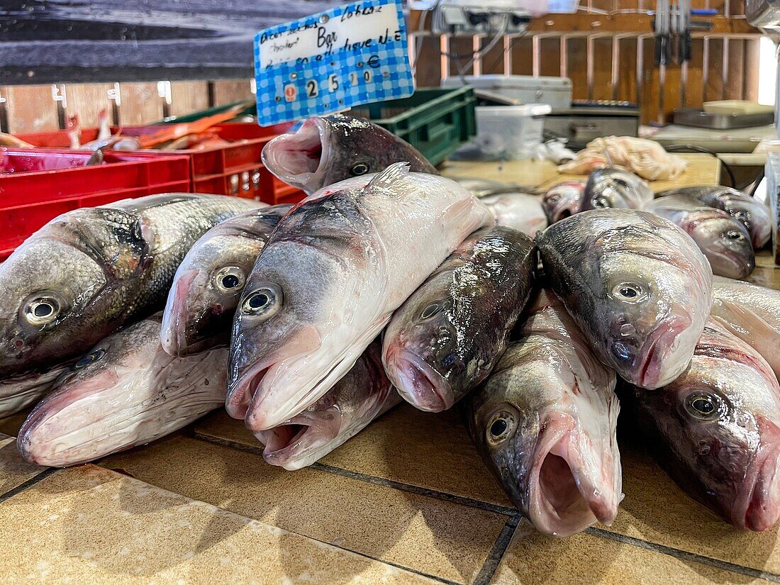 Wilder Wolfsbarsch im Schleppnetz, Fischmarkt von Dives-sur-mer, Calvados, Normandie, Frankreich