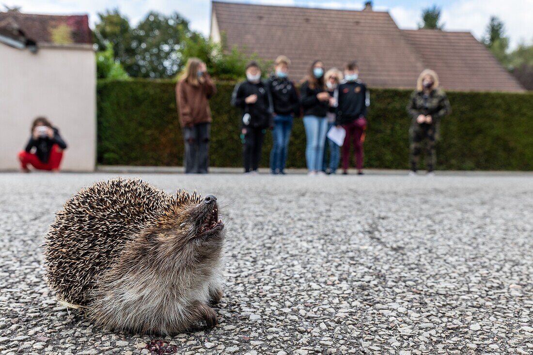 Students looking at a hedgehog that has been run over by a car on the road, rugles, eure, normandy, france