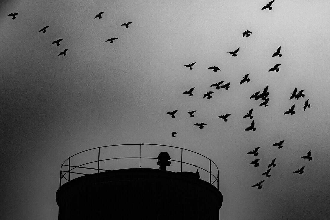 Water tower and a pigeon in flight, cite du moulin a papier, rugles, eure, normandy, france