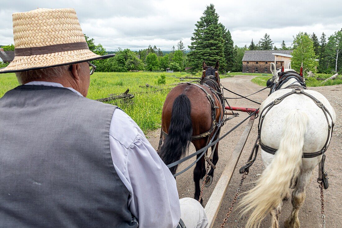 Period horse harnessing for farm work and transport, kings landing, historic anglophone village, prince william parish, fredericton, new brunswick, canada, north america