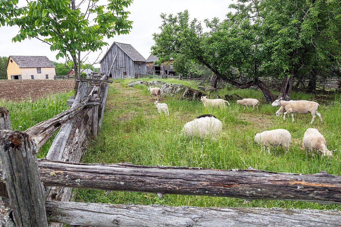 Sheep farm, joslin farm, kings landing, historic anglophone village, prince william parish, fredericton, new brunswick, canada, north america
