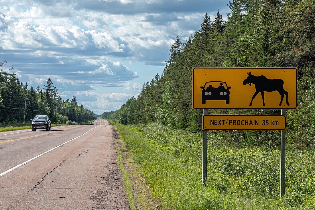 Moose crossing road sign, new brunswick, kanada, nordamerika