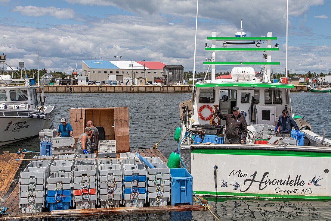 Entladen des Hummers vom Boot mon hirondelle am Hafen von miscou, miscou island, new brunswick, kanada, nordamerika