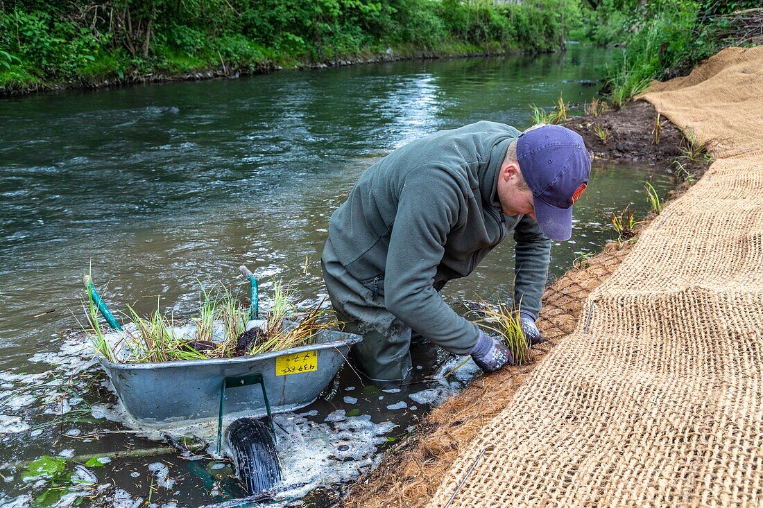 Riverbank development on the risle, planting of aquatic plants to reinforce the banks, la vieille-lyre, eure, normandy, france