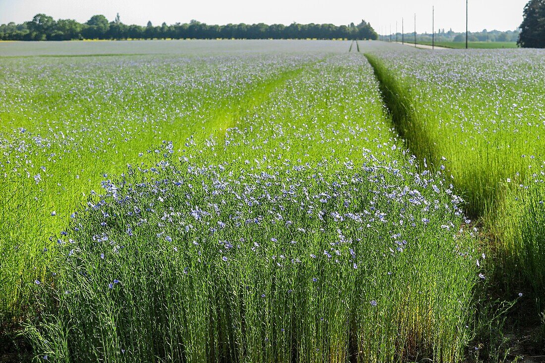 Blühendes Flachsfeld in Blautönen, rugles, eure, normandie, frankreich