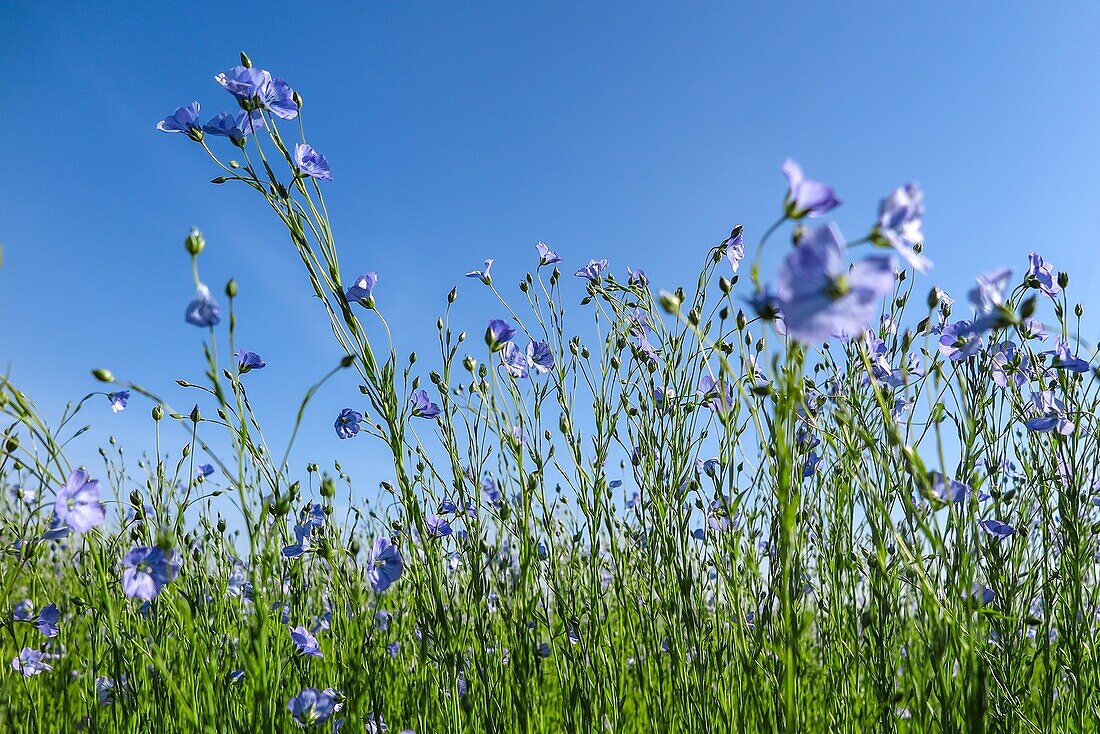 Flowering flax field in shades of blue, rugles, eure, normandy, france