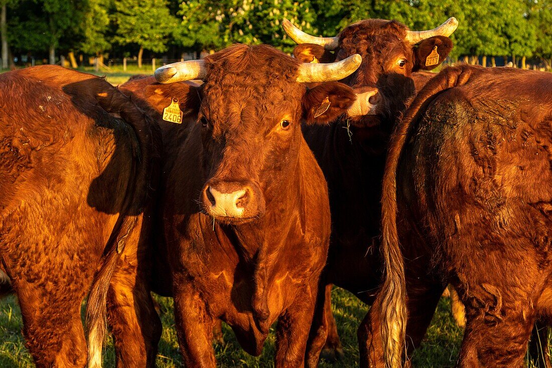 Herd of salers cows, rugles, normandy, france