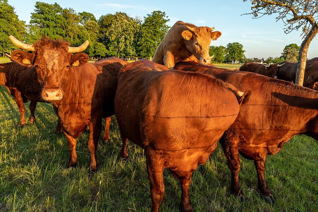 Herde von Salers Kühe, Rugles, Normandie, Frankreich