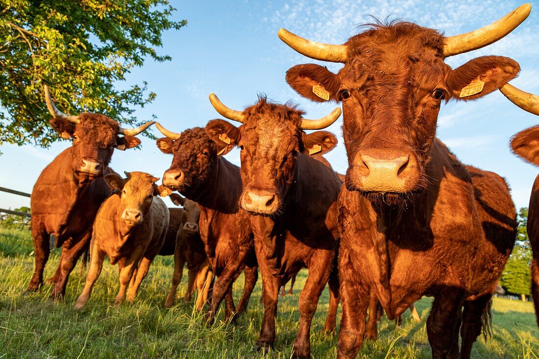 Herd of salers cows, rugles, normandy, france