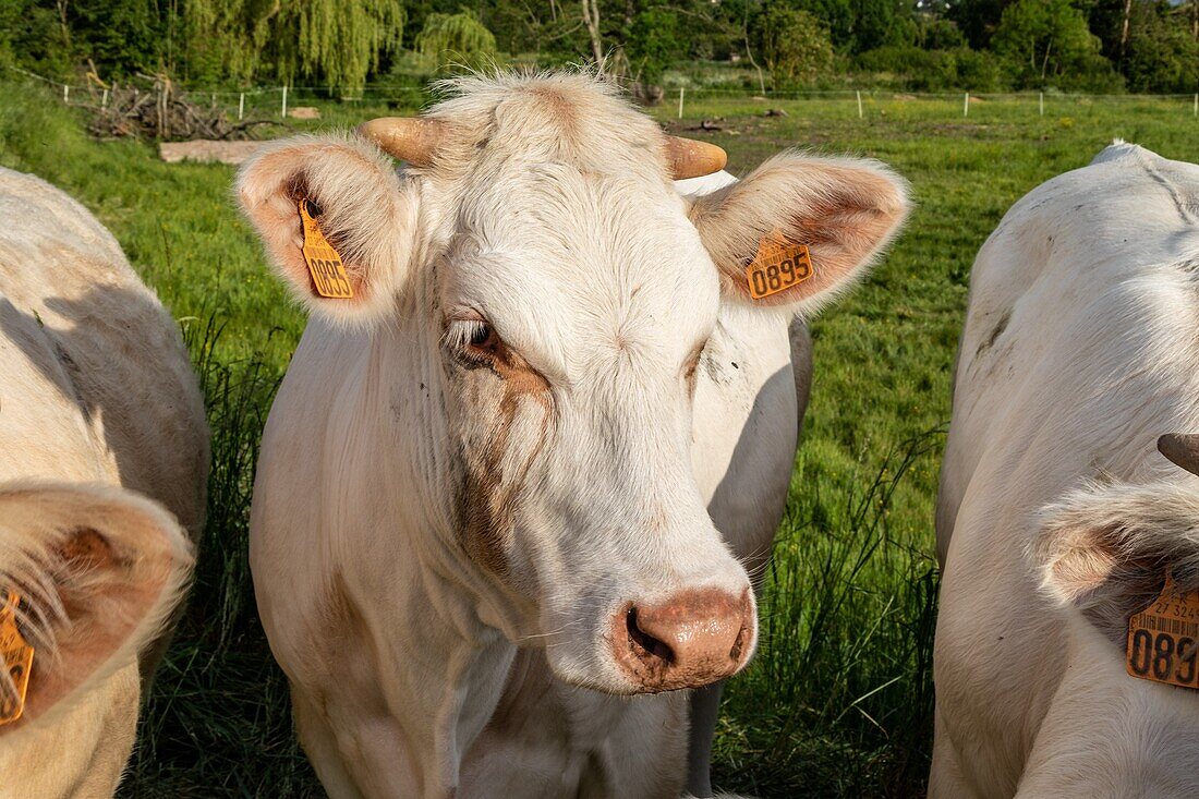 Herd of charolaise cows, rugles, normandy, france