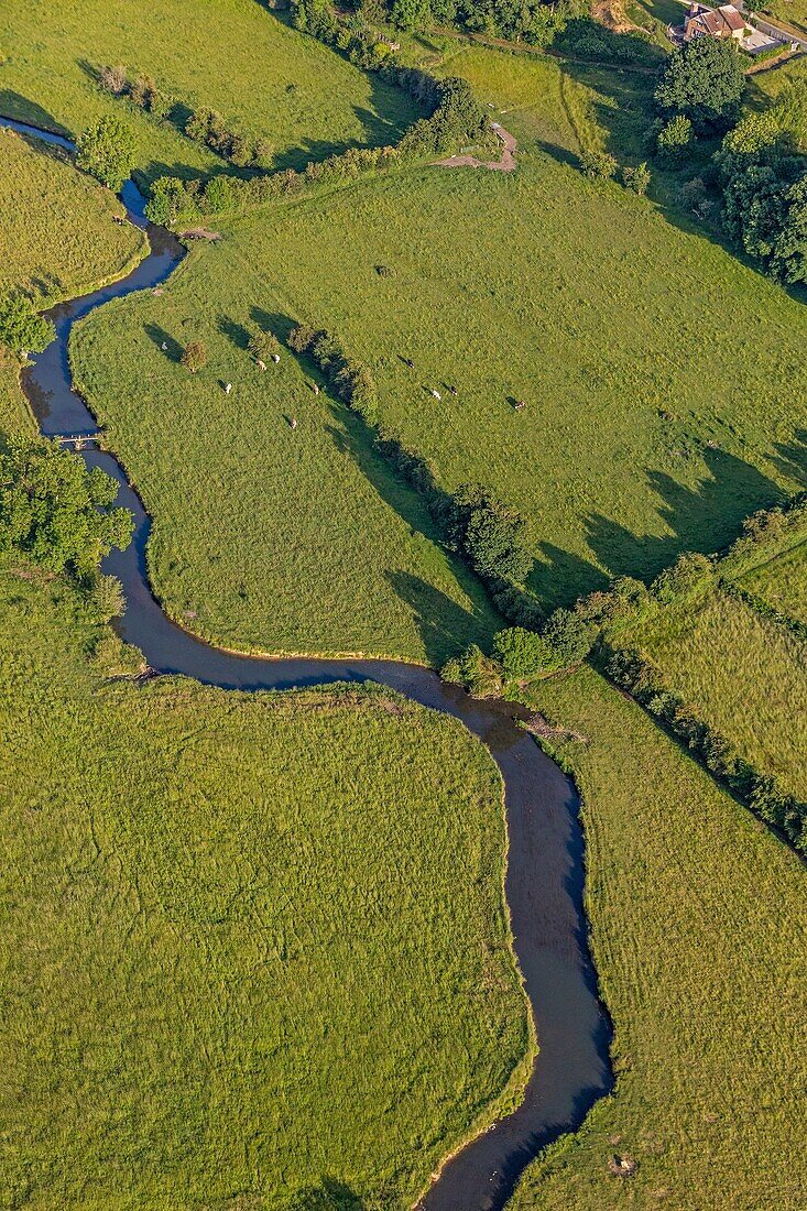 Prairies and cow rearing, the risle valley, la vieille-lyre, eure, normandy, france