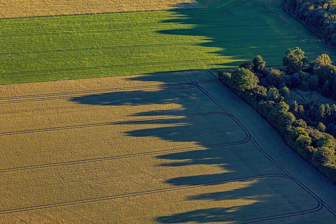 Weizen- und Getreidefelder am Rande eines Waldes, Eure, Normandie, Frankreich