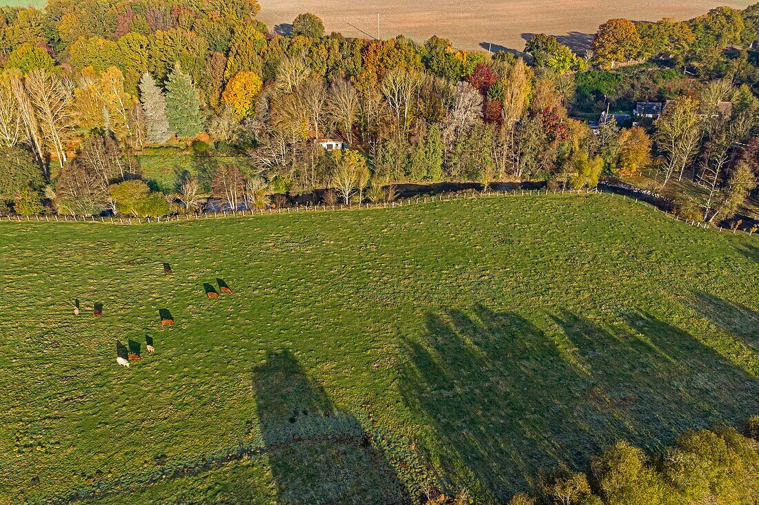 Herd of cows in an autumn landscape on the banks of the risle, rugles, eure, normandy, france
