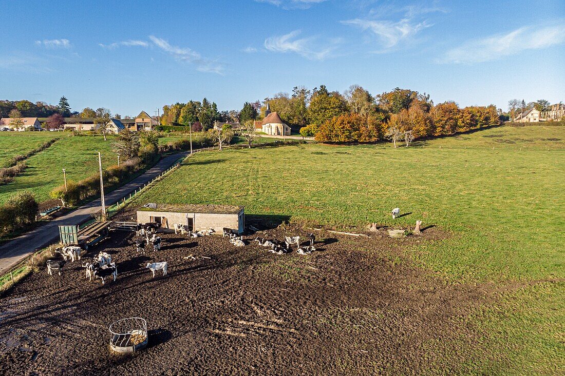 Kuhherde in einer Herbstlandschaft am Ufer der Risle, Rugles, Eure, Normandie, Frankreich