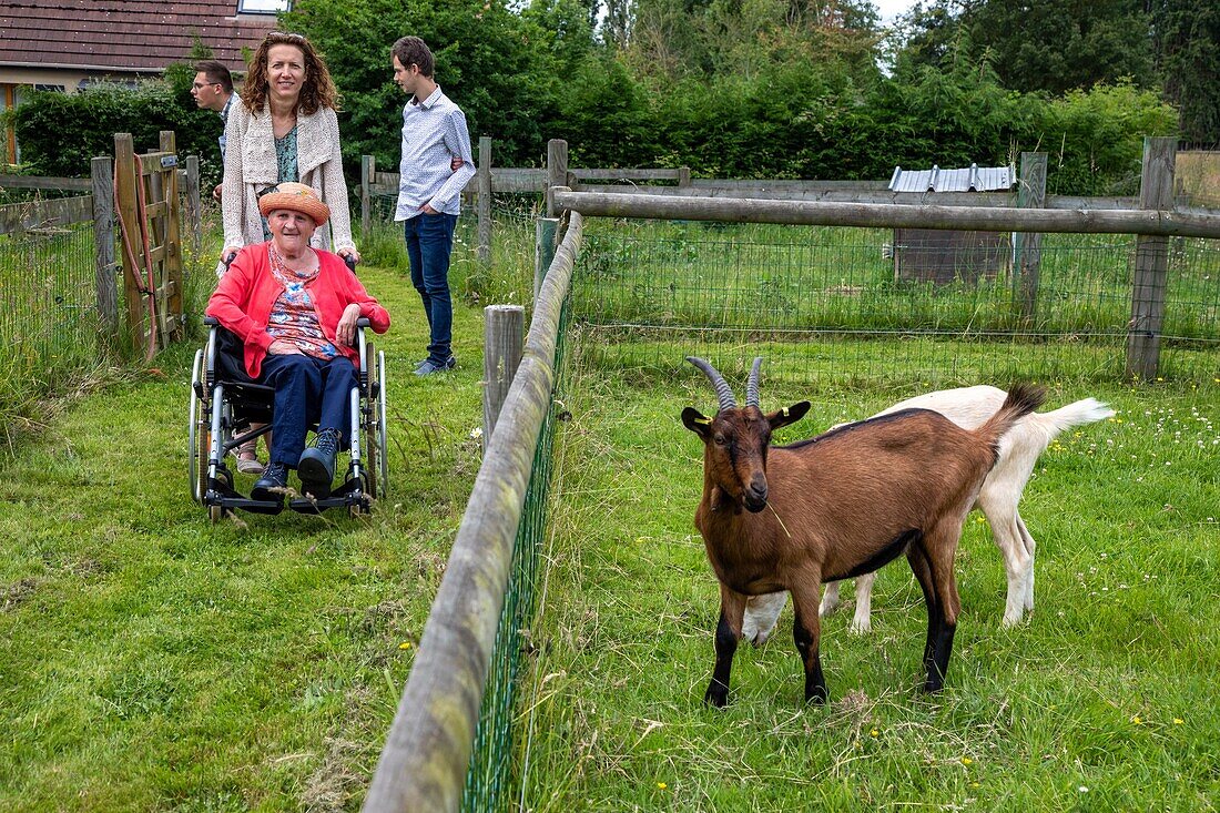 Small ornamental farm for handicapped people, family visit, foyer jules ledein, la neuville-du-bosc, eure, normandy, france