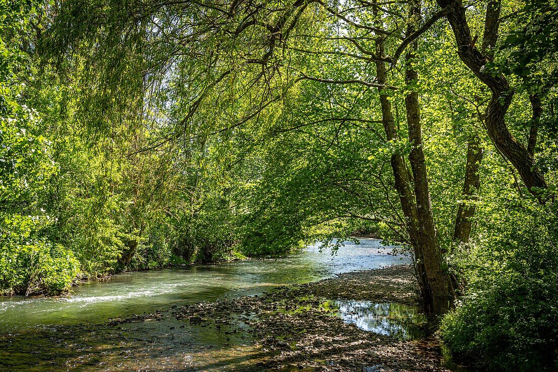 Ufer des Flusses, Rugles, Tal der Risle, Eure, Normandie, Frankreich