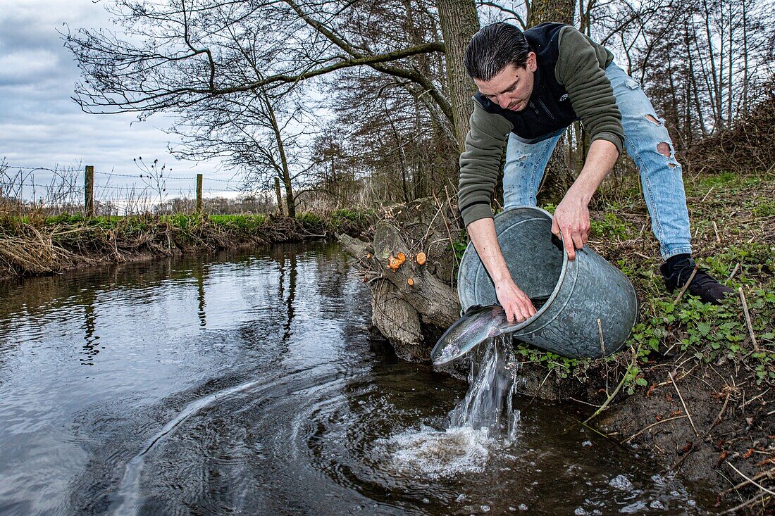 Freilassung der Forellen durch den Fischereiverein von Breteuil-sur-iton, Cintray, Tal des Flusses Iton, Eure, Normandie, Frankreich