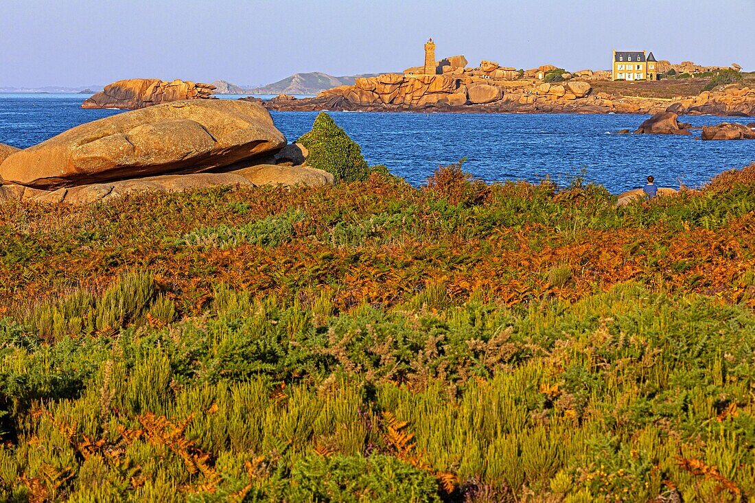 Blick auf den Leuchtturm von Ploumanach bei Sonnenuntergang, Naturraum mit Heide und Farnen, Spitze der Insel Renote, Tregastel, rosa Granitküste, Cotes-d'Armor, Bretagne, Frankreich