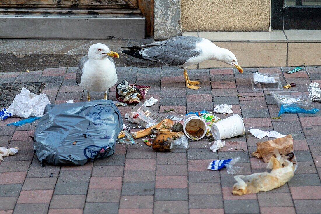 Möwen fressen den Müll aus einem … – Bild kaufen – 13831005 lookphotos