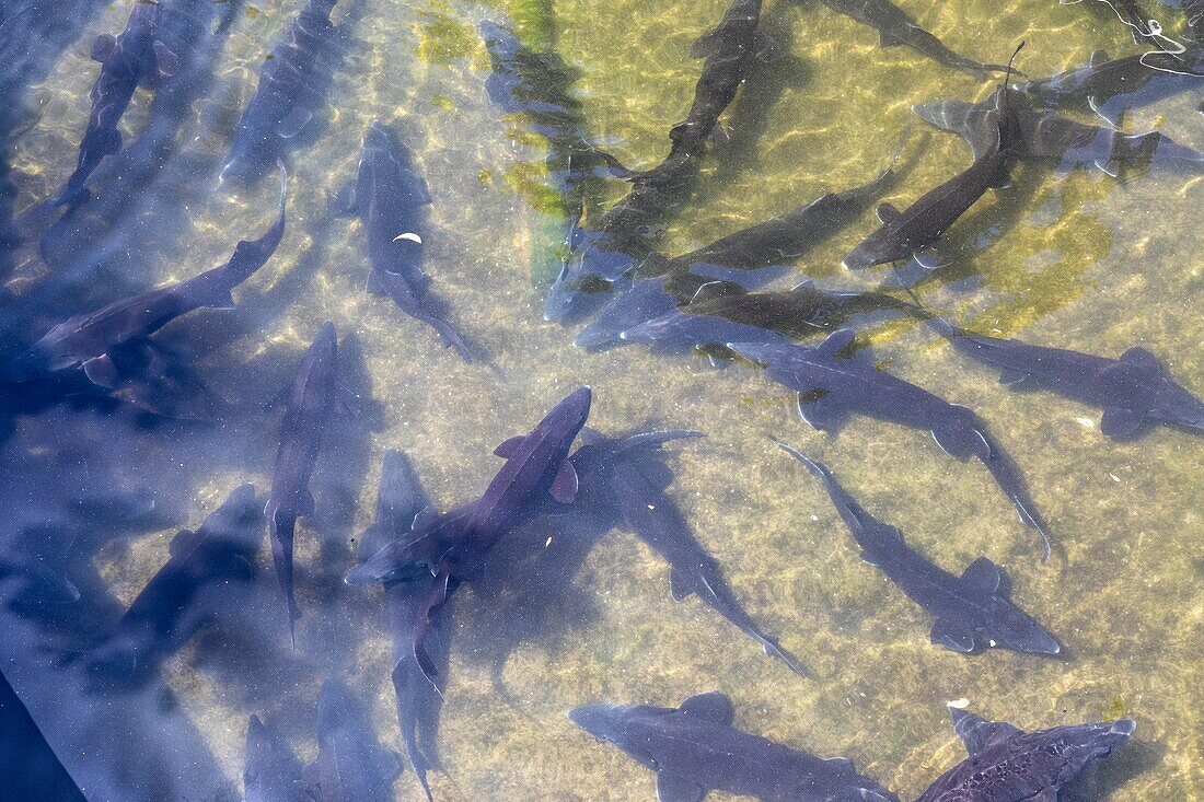 Störzucht für Kaviar, pisciculture du verdus, chateau castillonne, saint-guilhem-le-desert, herault, okzitanien, frankreich