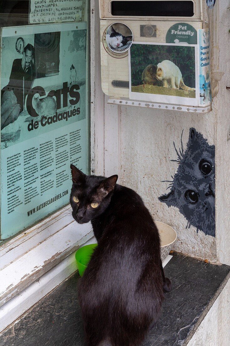 The town's cats have become an institution, local heritage, cadaques, costa brava, catalonia, spain