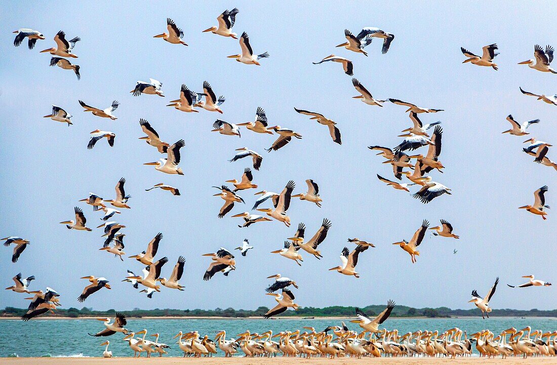 Colony of pelicans on the langue de barbarie, national park of the region of saint-louis-du-senegal, senegal, western africa