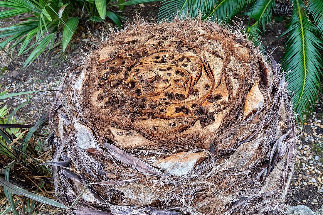Palm attacked by the red weevil which digs galleries in its trunk causing the trees death within a few years, parc aurelien, frejus, var, france
