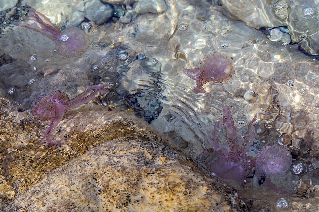 Gruppe von pelagischen Quallen oder violetten Stacheln, die akute Schmerzen auf der Haut verursachen, cap esterel, saint-raphael, var, france