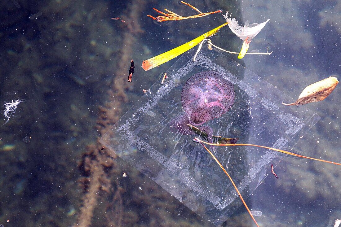 Plastic pollution and pelagic jellyfish or mauve stingers which cause acute pain on the skin, cap esterel, saint-raphael, var, france