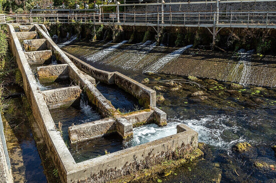 Fischtreppe an der Sorgue, Fontaine-de-Vaucluse, Frankreich