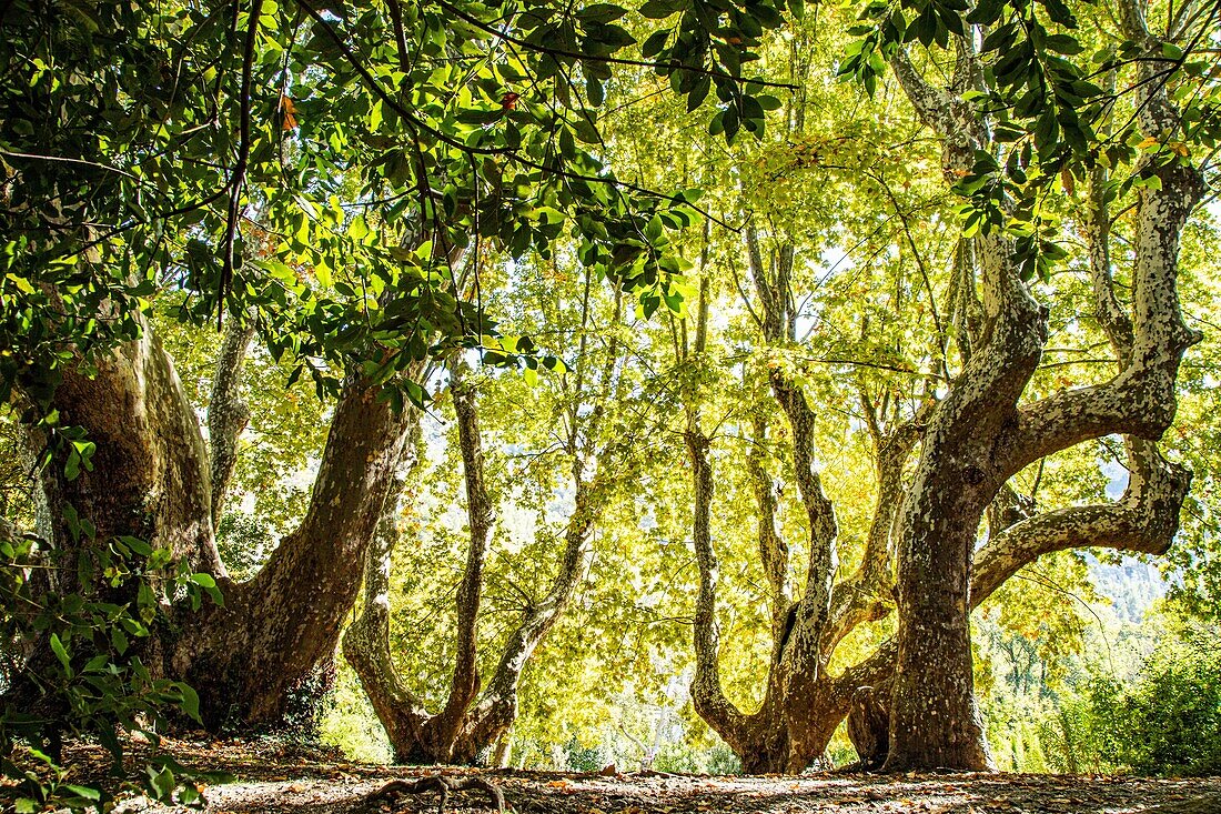 The more than 200 year old sycamores in the garden of the petrarch museum near the sorgue, fontaine-de-vaucluse, france