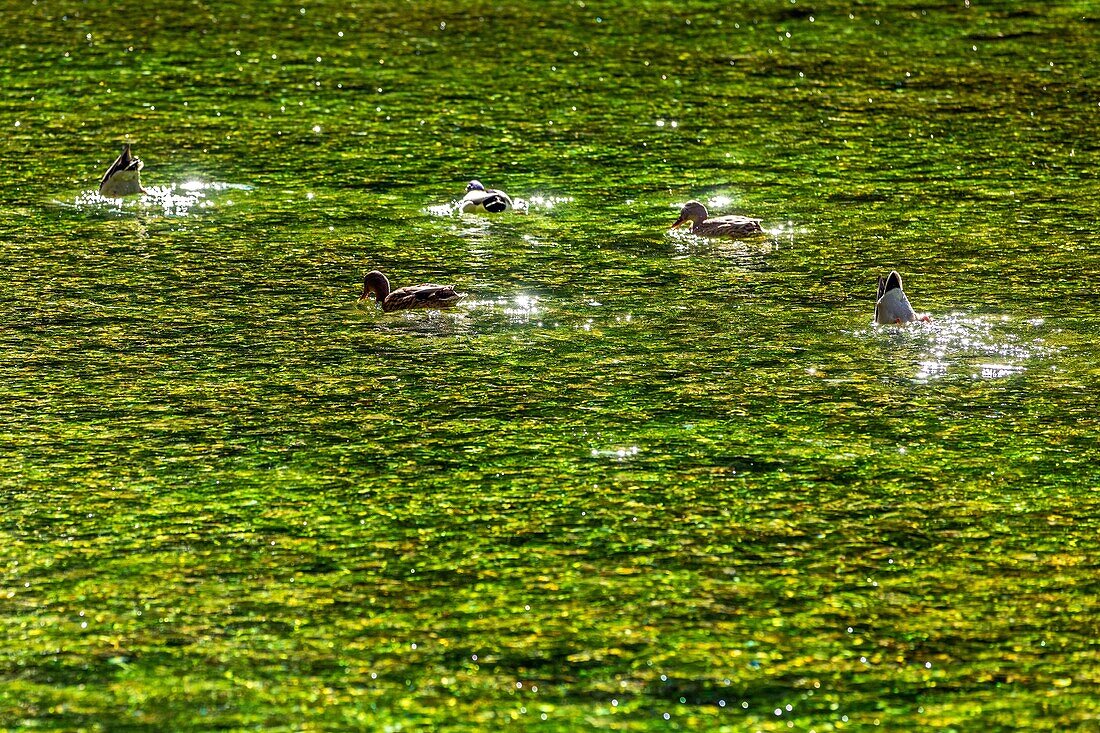 Wildenten auf dem klaren, reinen Wasser der Sorgue, Fontaine-de-Vaucluse, Frankreich