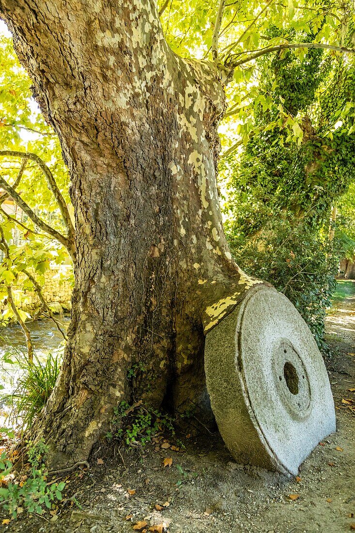 Mahlender Stein, der von einer Platane verschluckt wird, wenn die Natur sich zurücknimmt, was ihr gehört, die Sorgue, Fontaine-de-Vaucluse, Frankreich