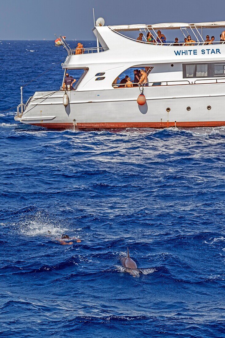 Scuba diving with the dolphins in the red sea, hurghada, egypt, africa