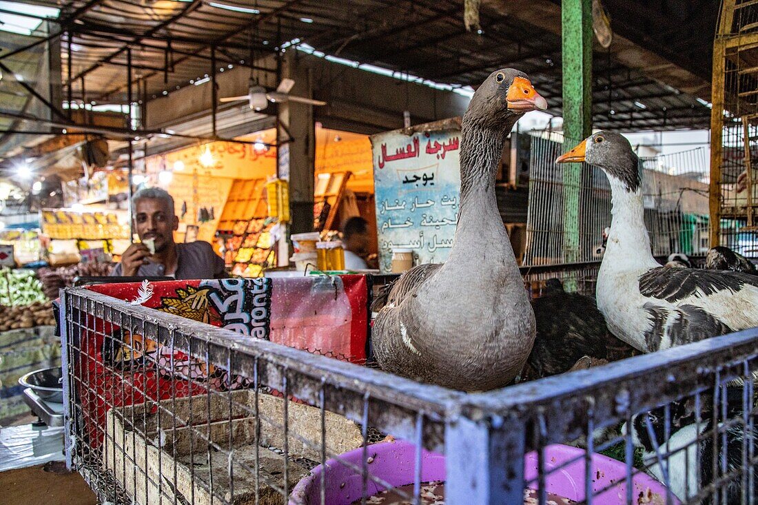 Gänse, Verkaufsstand für Geflügel in der Straße gegenüber dem El Dahar-Markt, beliebtes Viertel in der Altstadt, Hurghada, Ägypten, Afrika